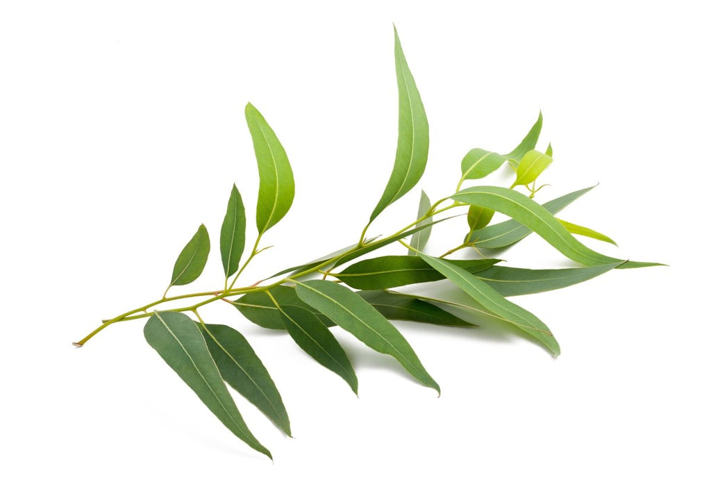 The Ancient History of Eucalyptus | Clear Revive